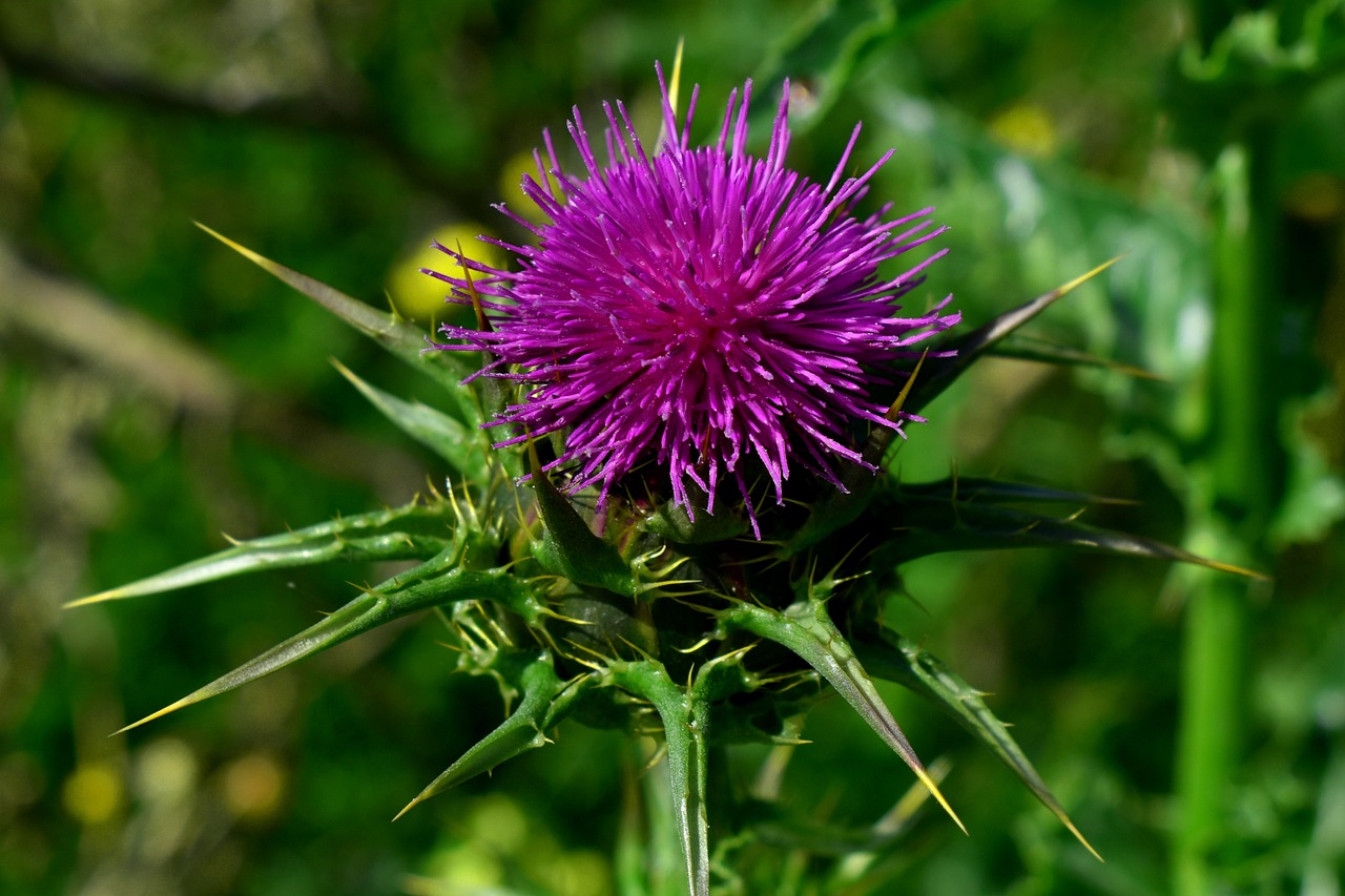 The Benefits and Uses of Milk Thistle: Nature’s Liver Guardian