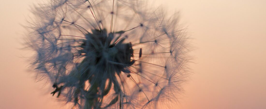 The Benefits and Uses of Dandelion Root: A Powerful Healing Herb Hidden in Plain Sight