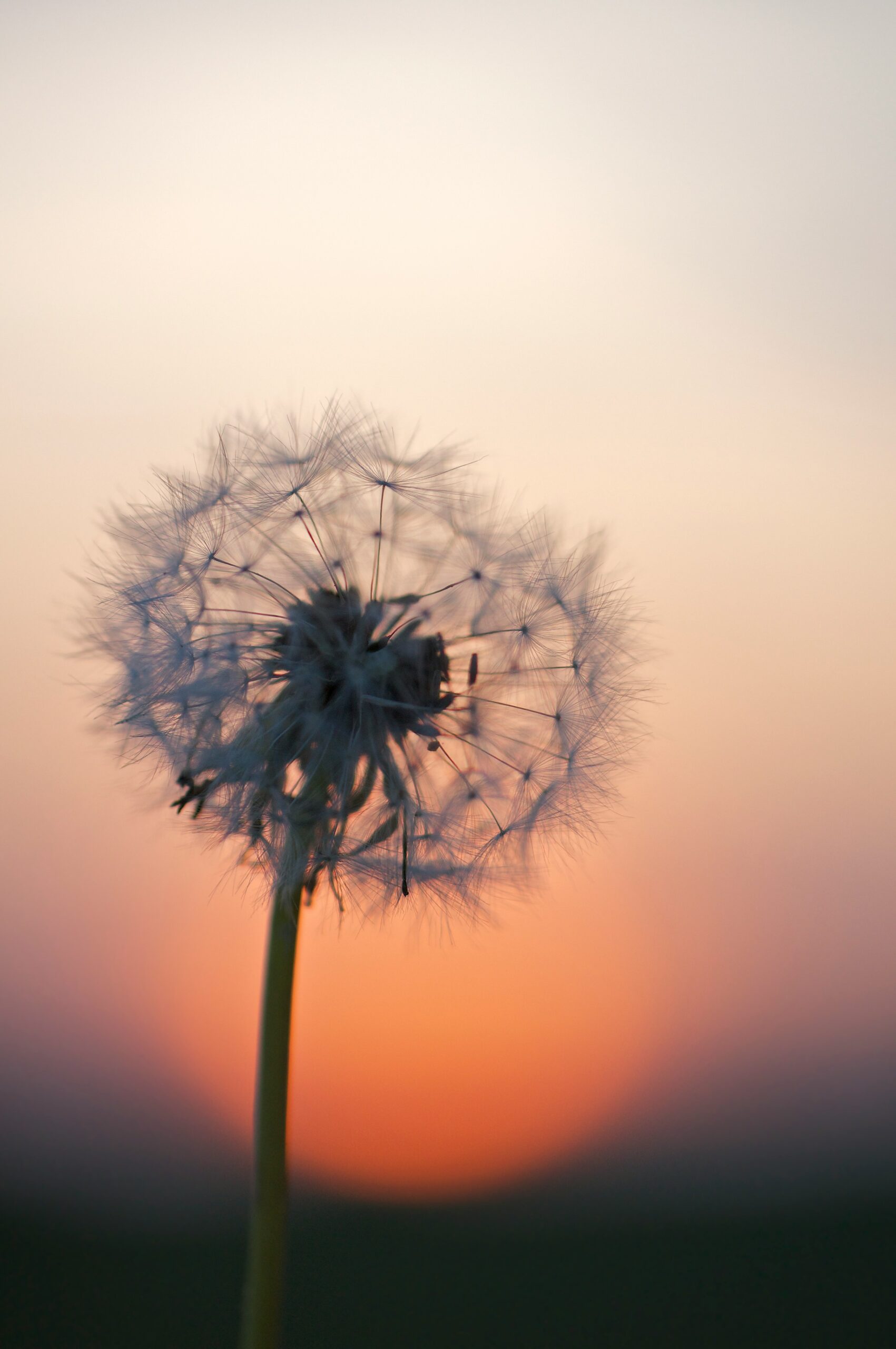 The Benefits and Uses of Dandelion Root: A Powerful Healing Herb Hidden in Plain Sight