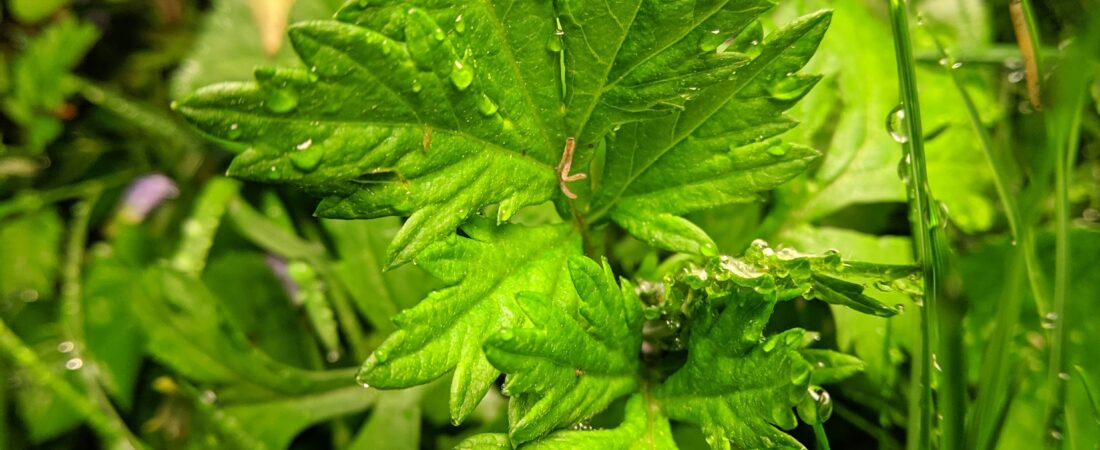The Benefits and Uses of Mugwort: A Gateway Herb for Healing, Dreams, and Intuition