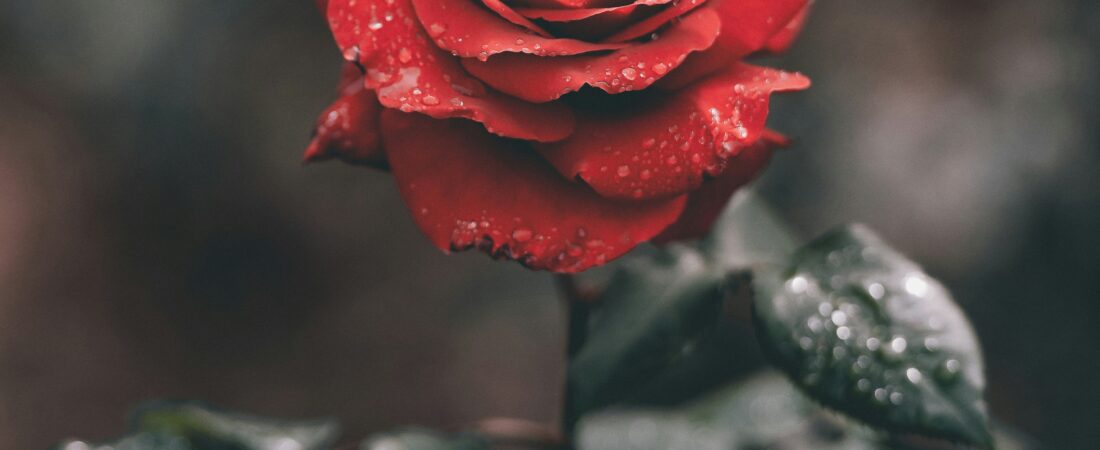 The Benefits and Uses of Rose: A Healing Herb for the Heart, Skin, and Spirit