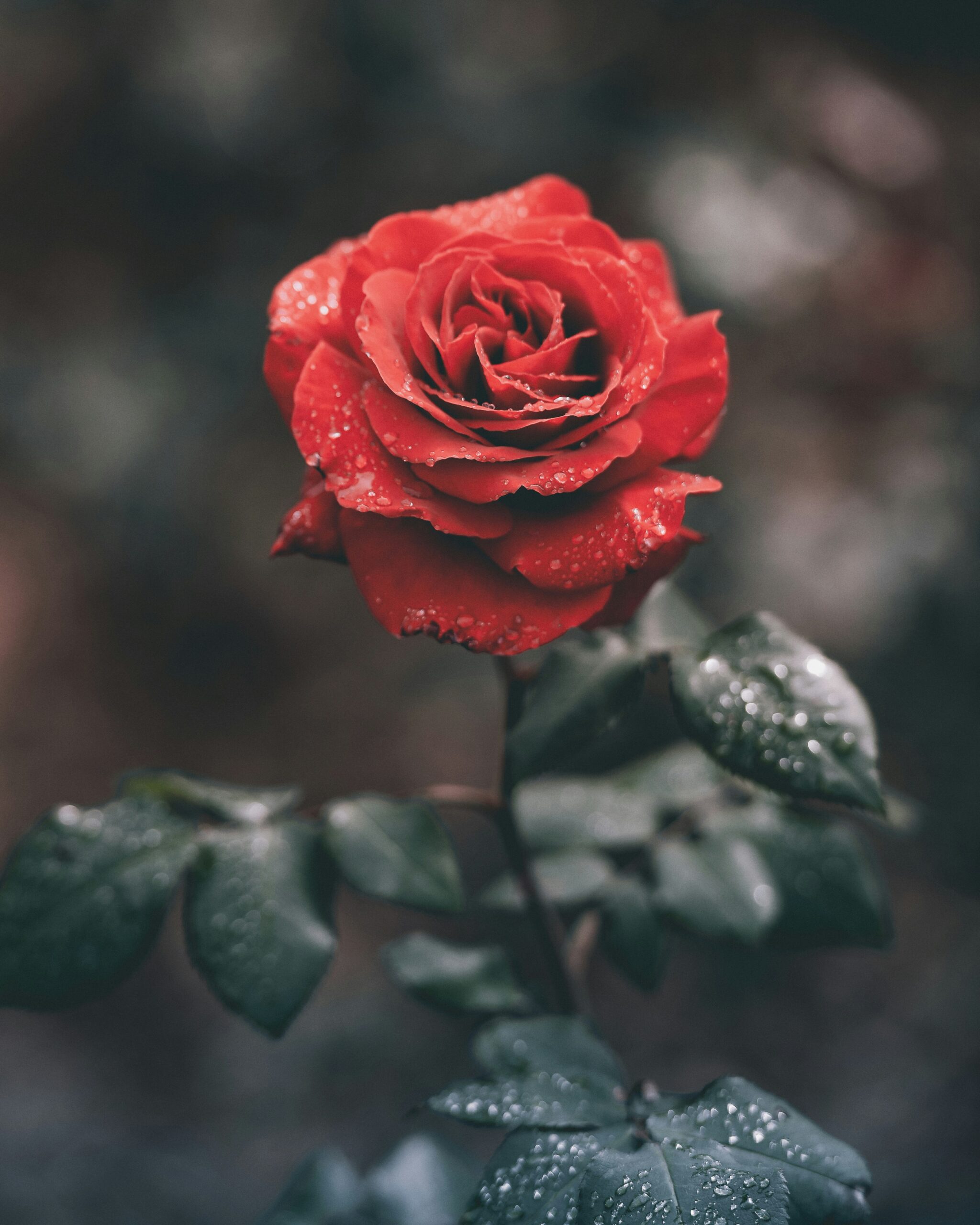The Benefits and Uses of Rose: A Healing Herb for the Heart, Skin, and Spirit