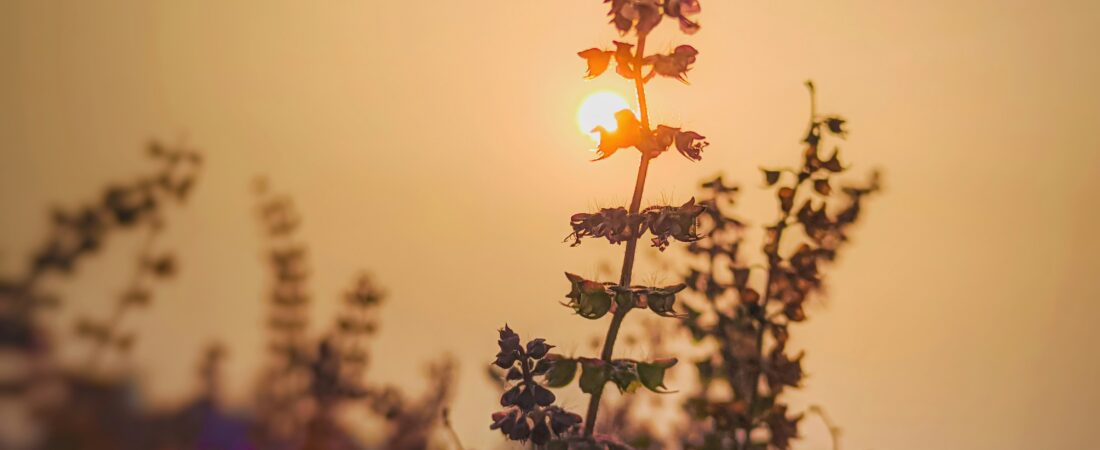 The Benefits and Uses of Tulsi (Holy Basil): The Sacred Herb for Mind, Body, and Spirit