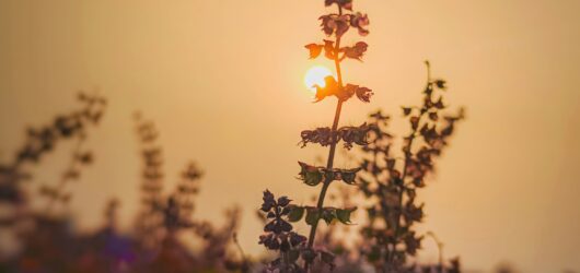 The Benefits and Uses of Tulsi (Holy Basil): The Sacred Herb for Mind, Body, and Spirit