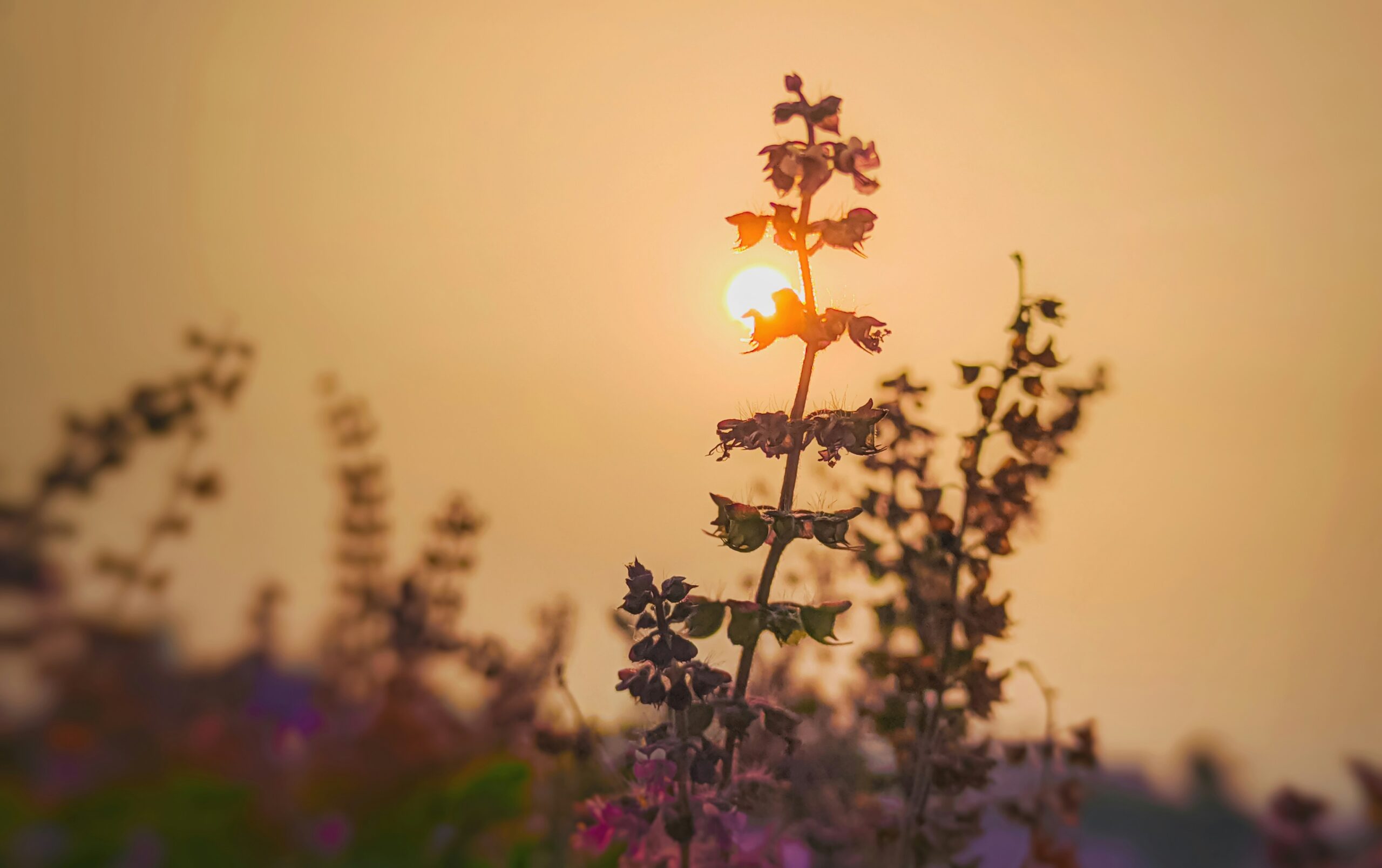 The Benefits and Uses of Tulsi (Holy Basil): The Sacred Herb for Mind, Body, and Spirit