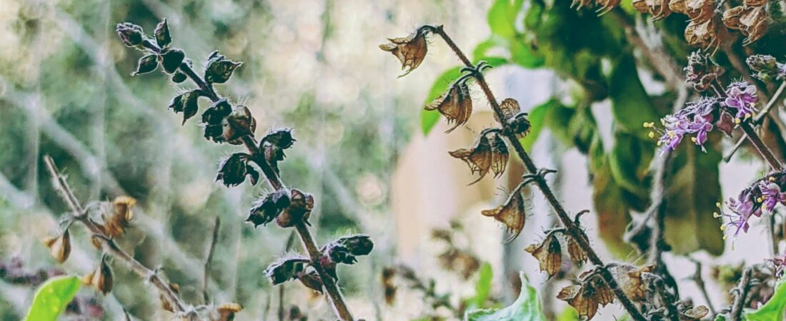 How to Prepare and Use Tulsi