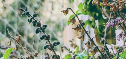 How to Prepare and Use Tulsi