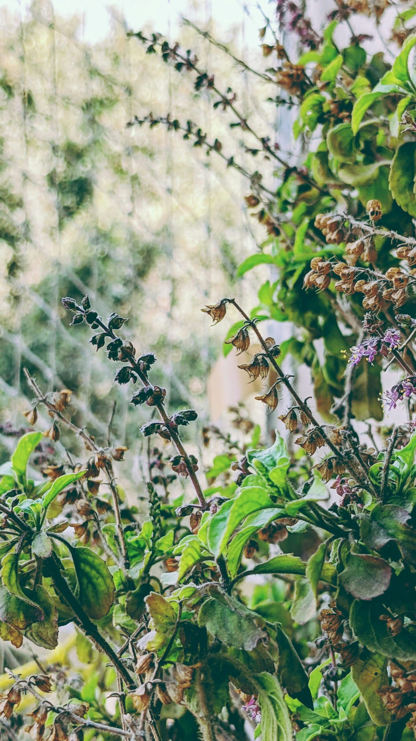 How to Prepare and Use Tulsi