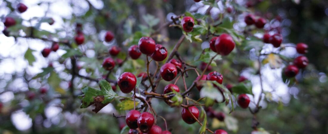 How to Prepare and Use Hawthorn