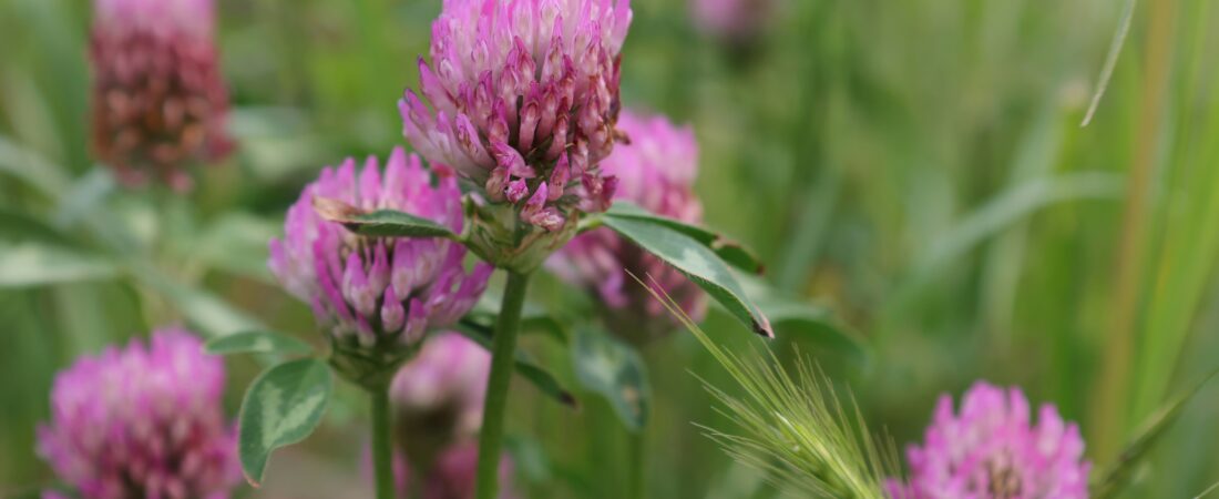 The Benefits and Uses of Clover: A Gentle Healer from Nature’s Meadow
