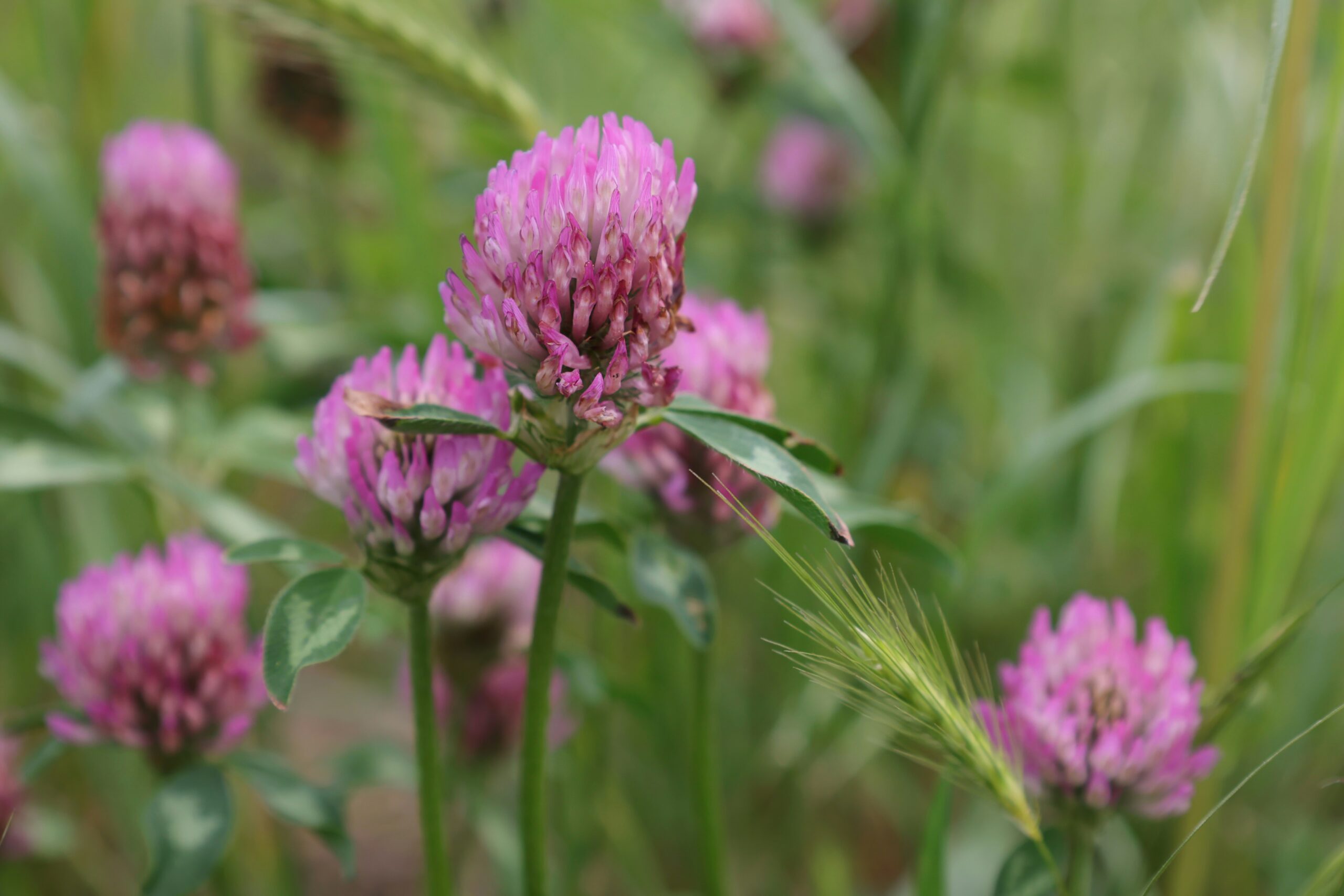 The Benefits and Uses of Clover: A Gentle Healer from Nature’s Meadow