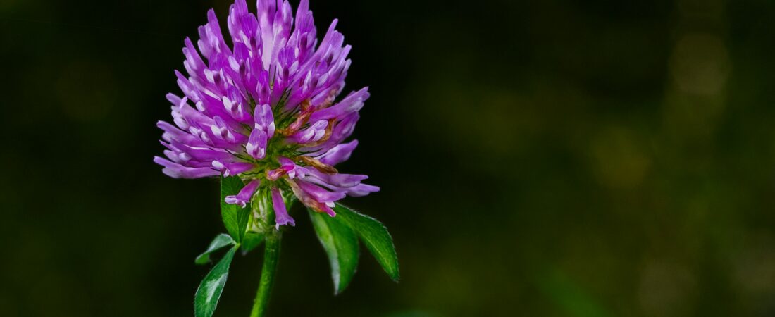 How to Prepare and Use Clover at Home