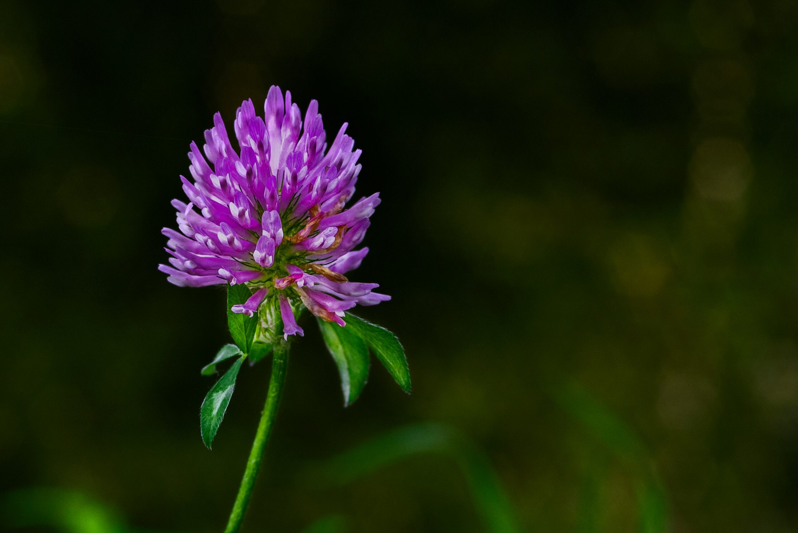How to Prepare and Use Clover at Home