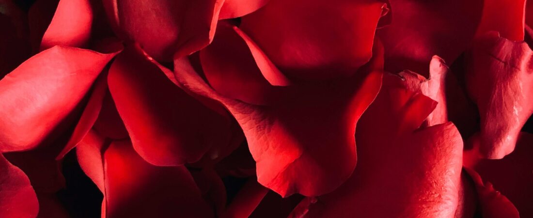 How to Prepare and Use Rose Medicinally