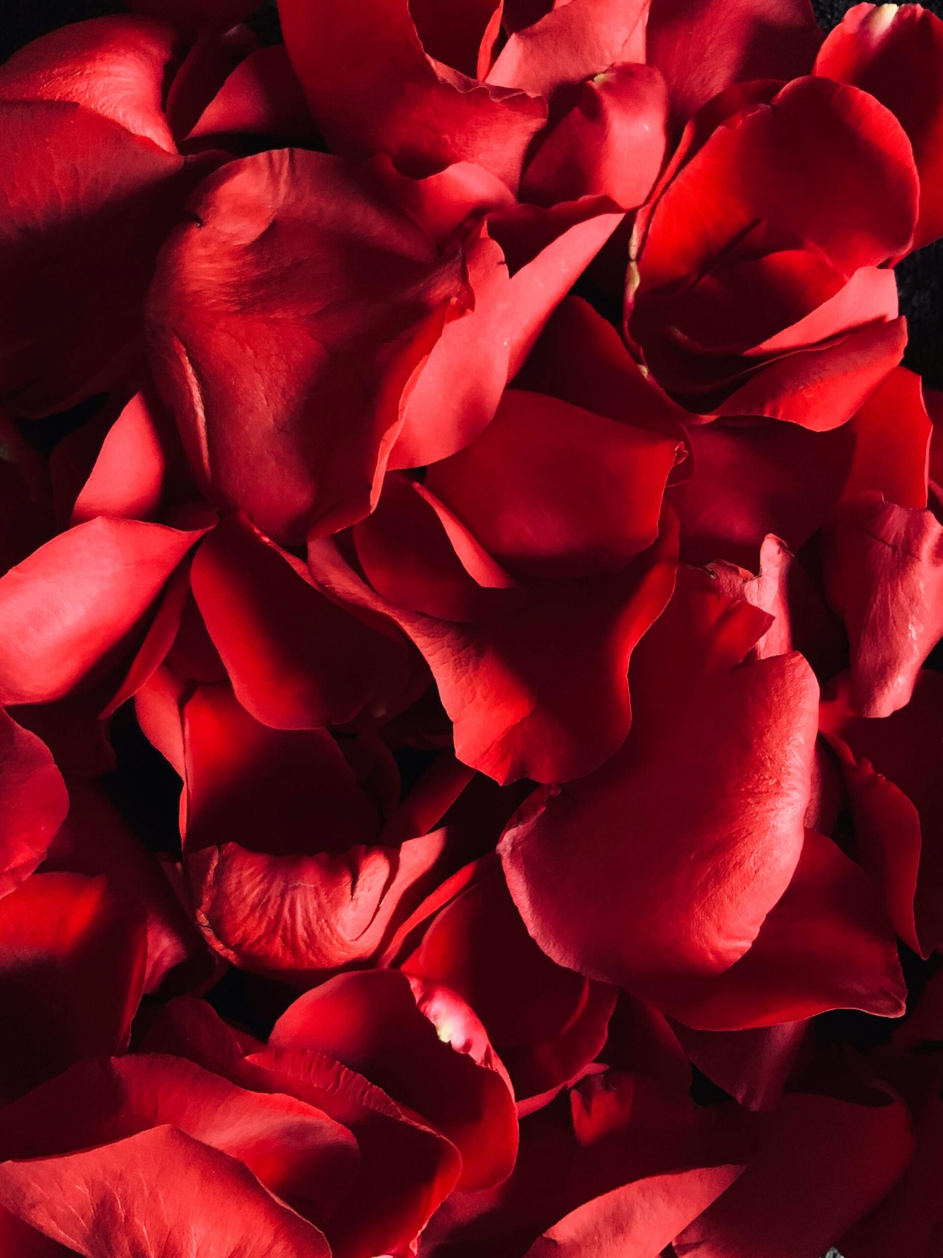 How to Prepare and Use Rose Medicinally