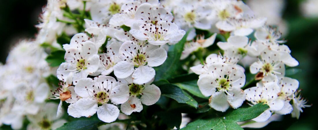 The Benefits and Uses of Hawthorn: A Sacred Herb for the Heart and Soul