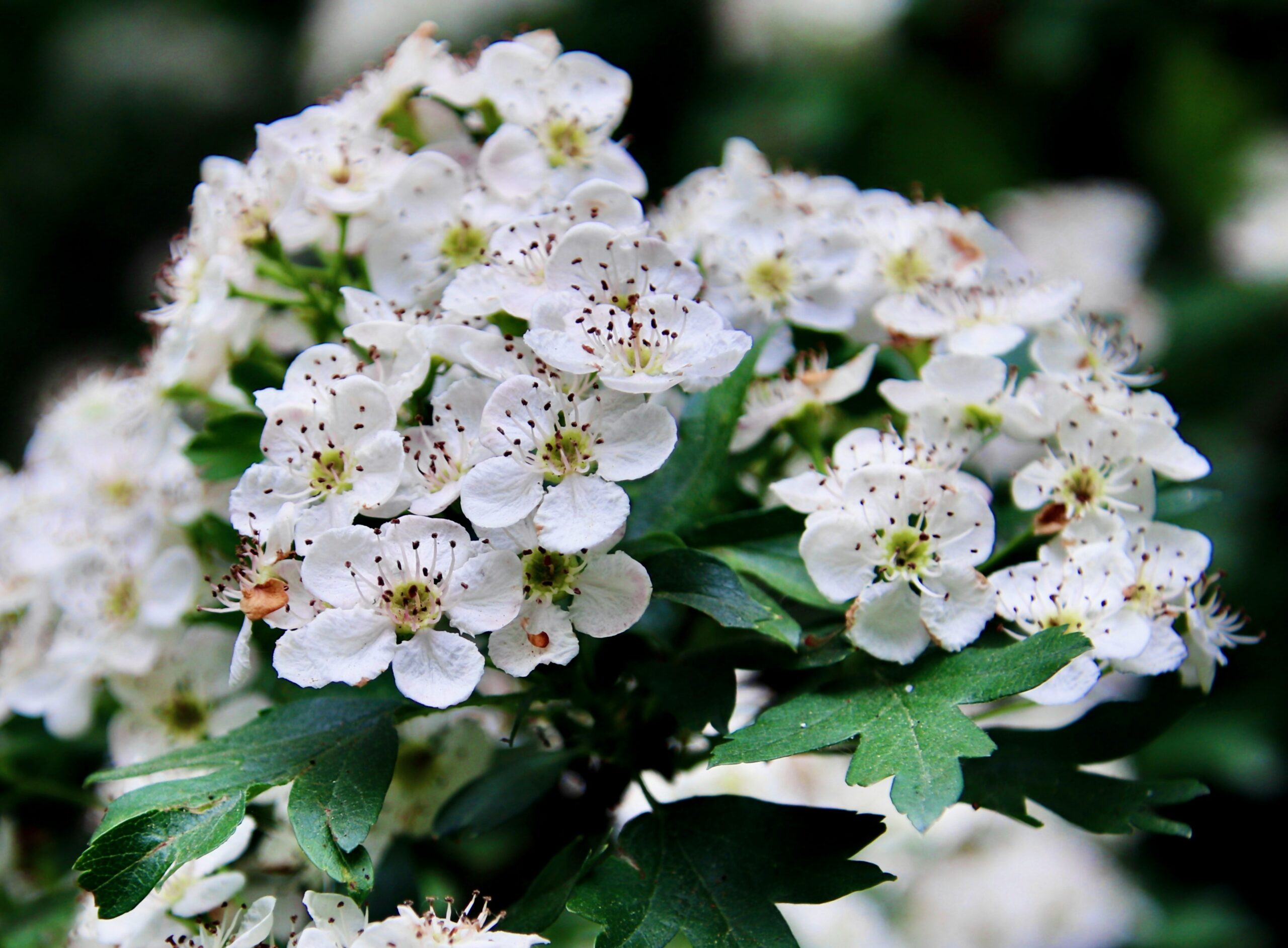 The Benefits and Uses of Hawthorn: A Sacred Herb for the Heart and Soul